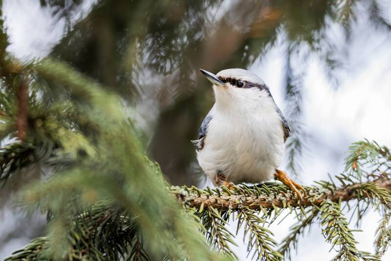 природа, дикая природа, зимний лес, зима, птица, поползень, птицы россии, forest, nature, bird, winter, wildlife, wild, animals, nuthatch Обыкновенный поползень(Sitta europaea).photo preview