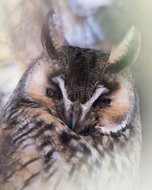 Ушастая сова, Утро, Птица Сонное ленивое утроphoto preview