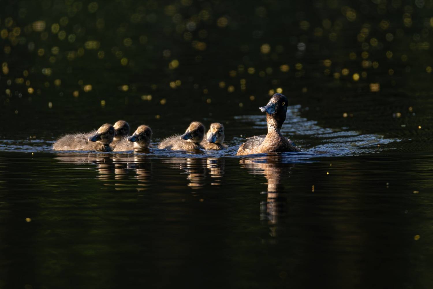 утка, нырок, хохлатая чернеть, утята, птицы, Ruslan Pl