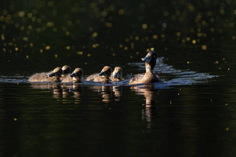 утка, нырок, хохлатая чернеть, утята, птицы Выступление синхронистовphoto preview