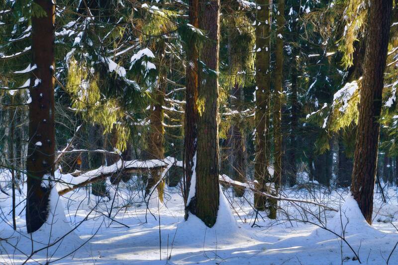 лес, зима, снег, деревья, свет В зимнем лесуphoto preview