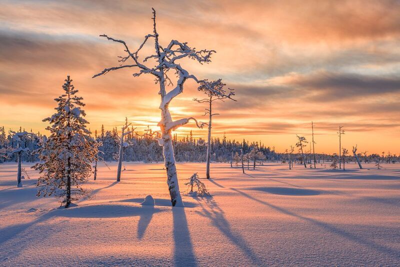 Где-то на болотах...photo preview