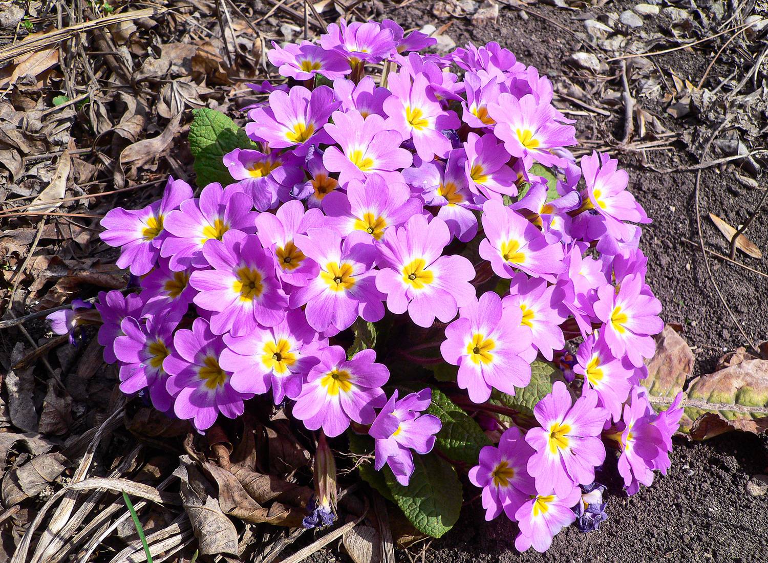 примула, примула бесстебельная, primula acaulis, КарОл