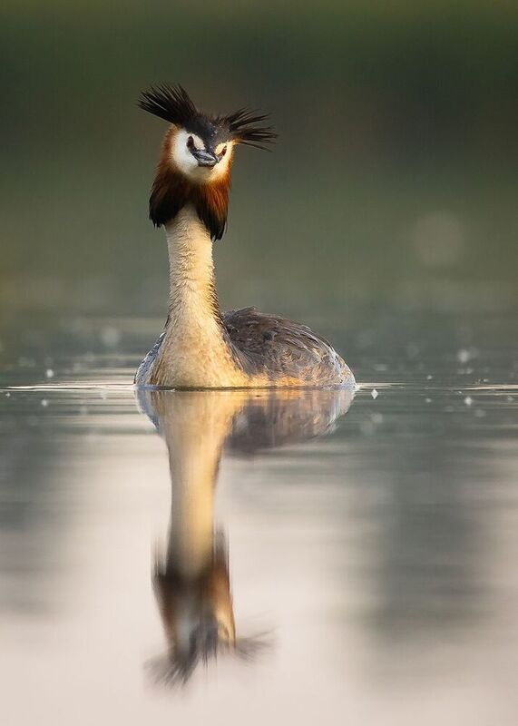 Great crested grebephoto preview