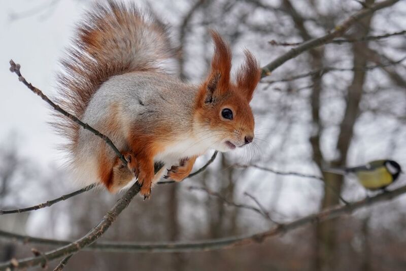 Мастерство балансировкиphoto preview