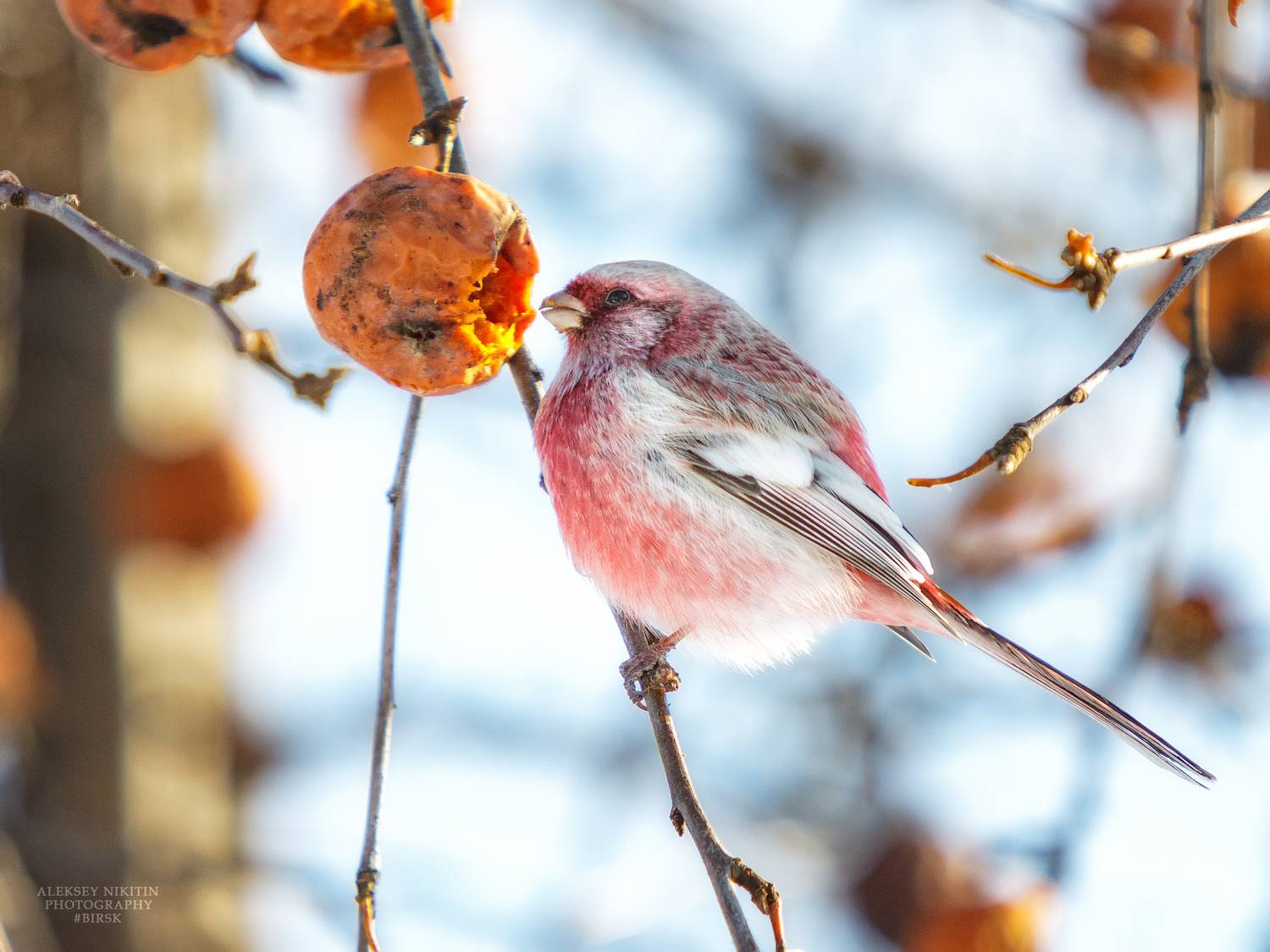 , Никитин Алексей