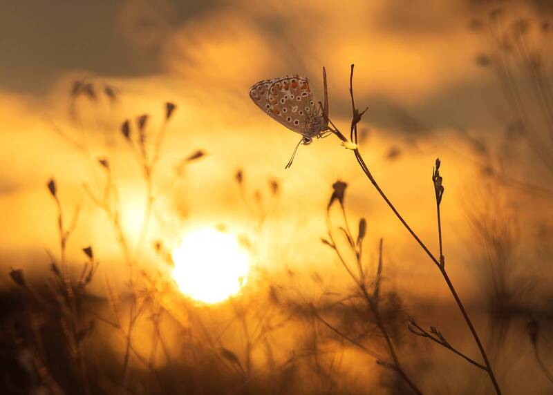 вечер, закат, бабочка photo preview