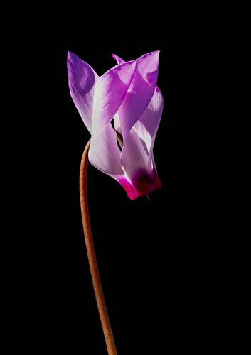 Цикламен.cyclamen.