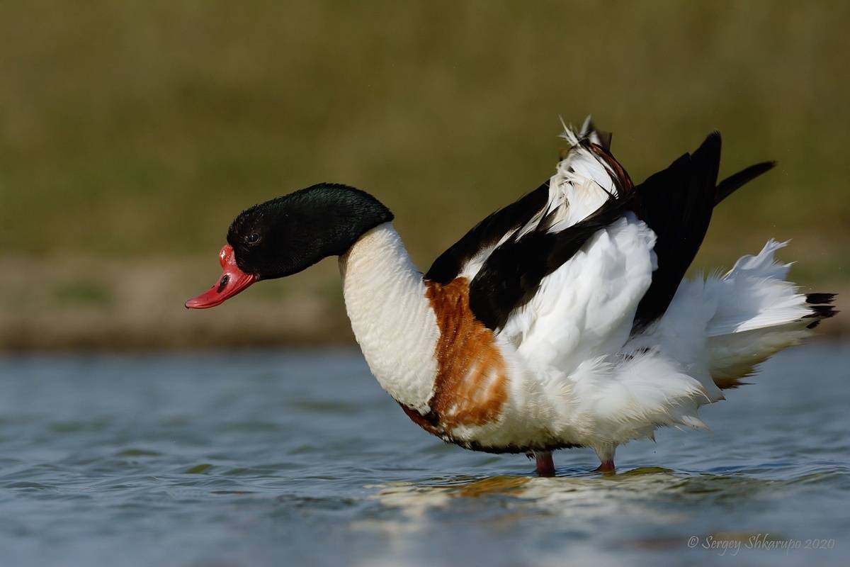 , Сергей Шкарупо