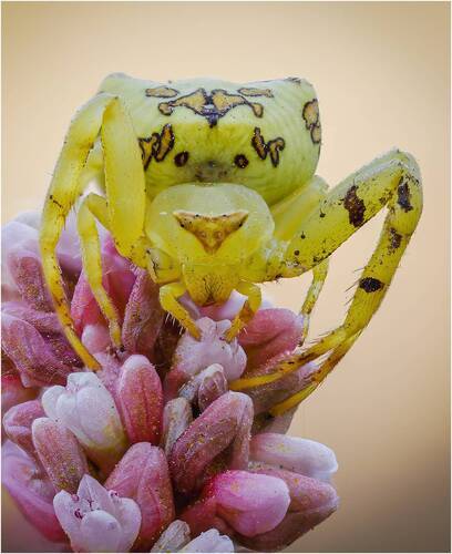 Паук-бокоход,паук-краб.(Thomisus citrinellus)