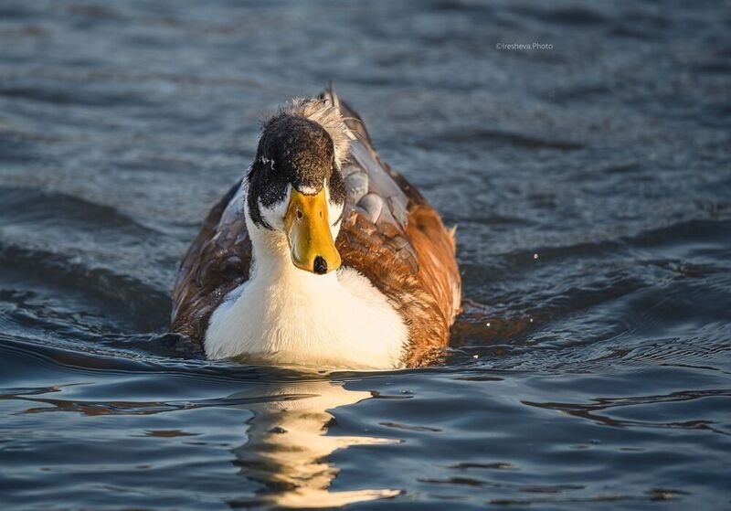 Хохлатая утка, селезень, утка Крейсер поменьшеphoto preview