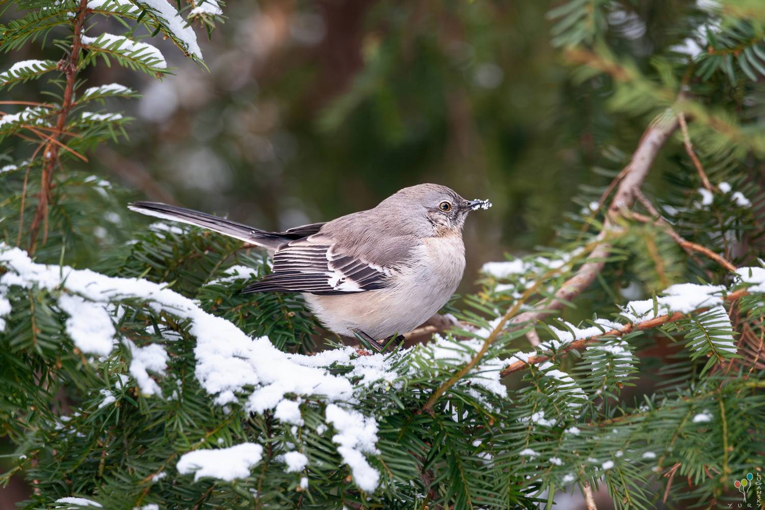 Northern Mockingbird. Автор: Yury Lugansky , Yury Lugansky