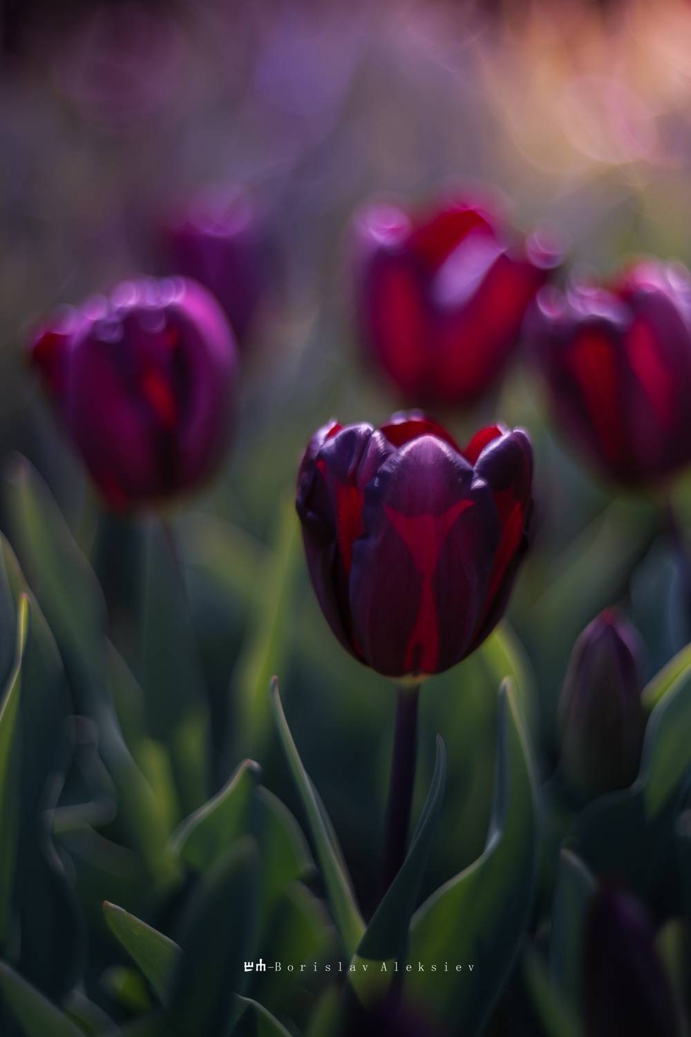 tulip, nature, light, dark, Алексиев Борислав