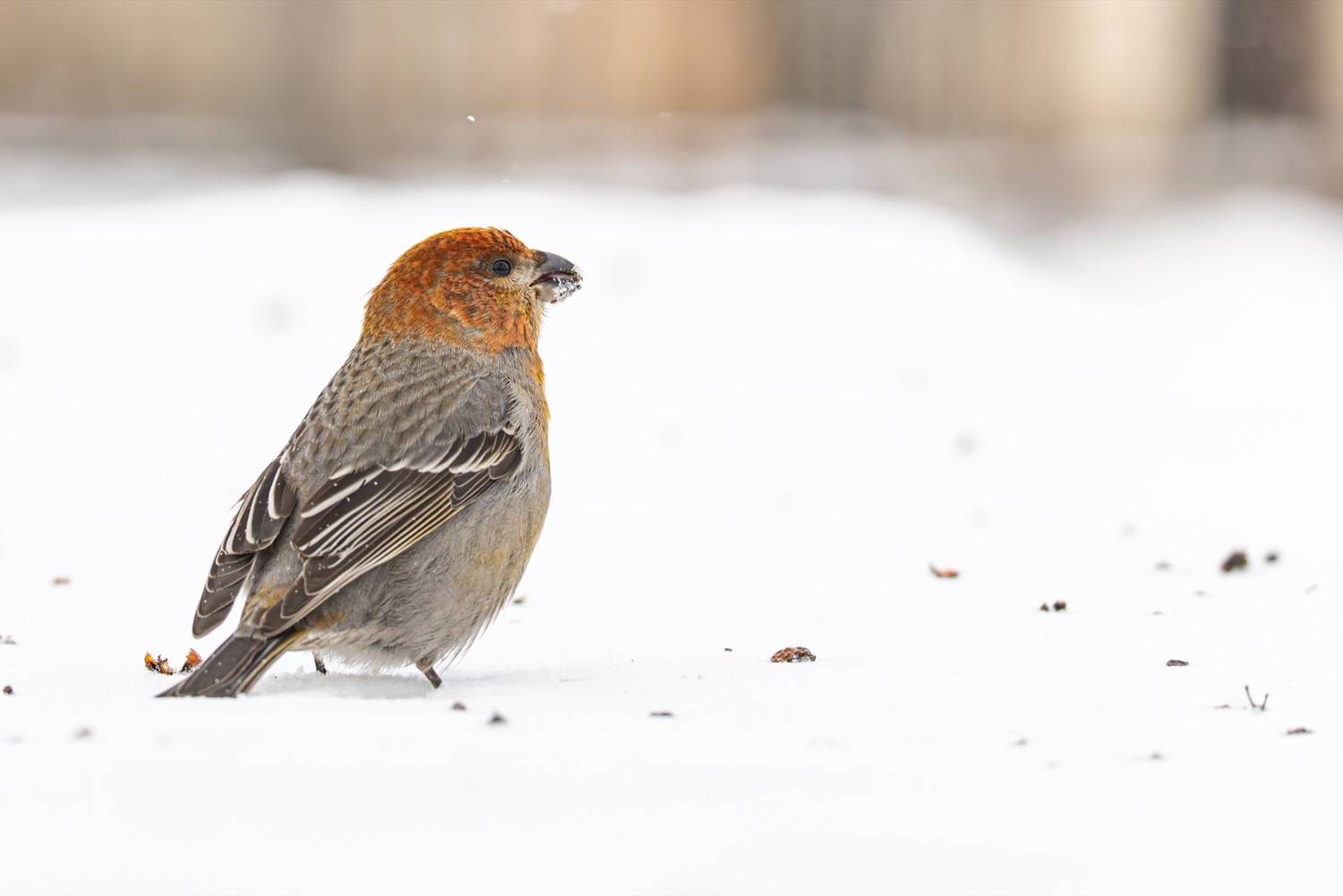 щур, птицы, Ruslan Pl