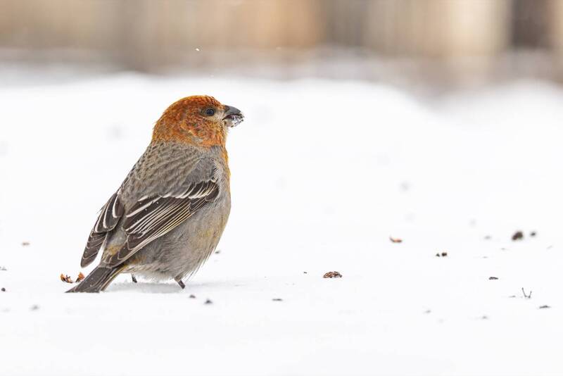 щур, птицы photo preview