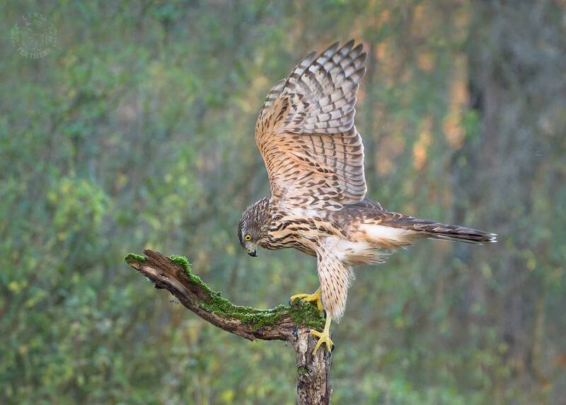 Ястреб-тетеревятник - Lens and Feathersphoto preview