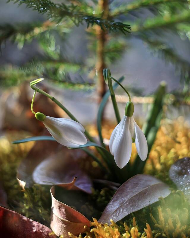 подснежники, весна, апрель, ирина горюкина, беларусь Апрельphoto preview