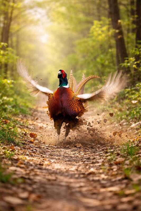 Токующийphoto preview