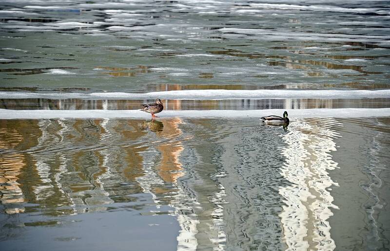 Одинокая утка хочет познакомитьсяphoto preview