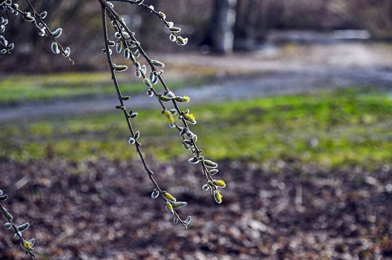 Апрельphoto preview