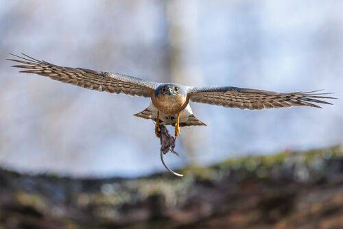 Удачная охота