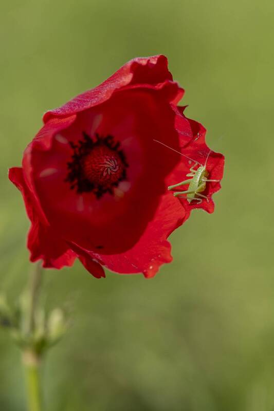 macro, insects, flowers, spring, grasshoper, red, green, nature anemone flowerphoto preview