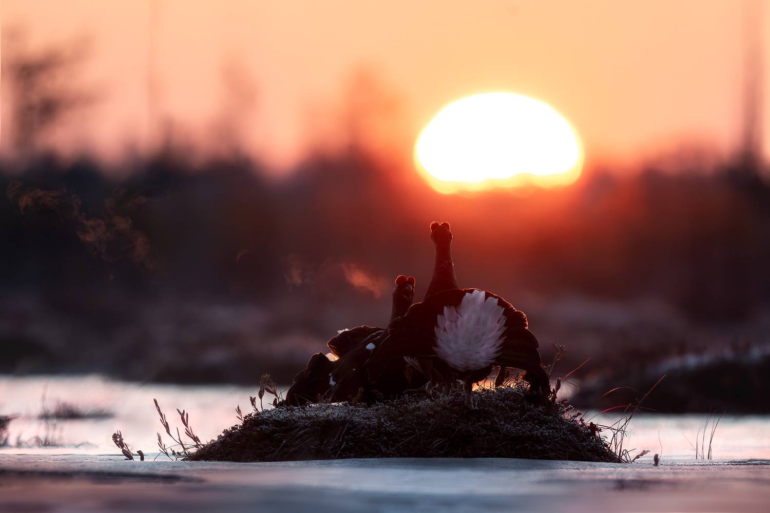 Тетерев, птицы, токование, лес, природа, фотоохота, утро, болото, заря, рассвет, солнце, Михаил Ездаков