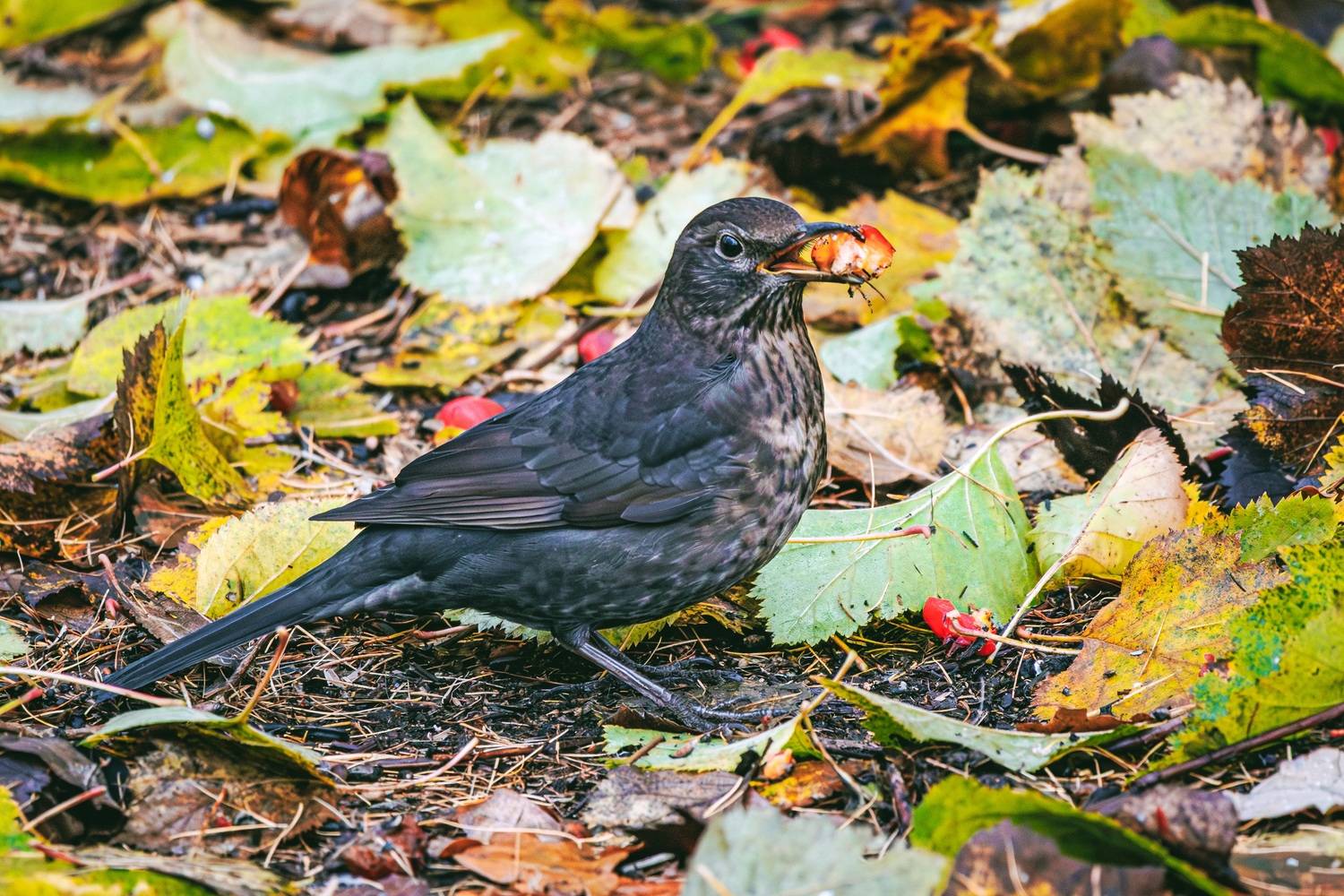 Автор: Алексей Волков чёрный, дрозд, Алексей Волков