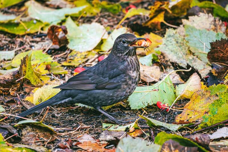 чёрный, дрозд photo preview