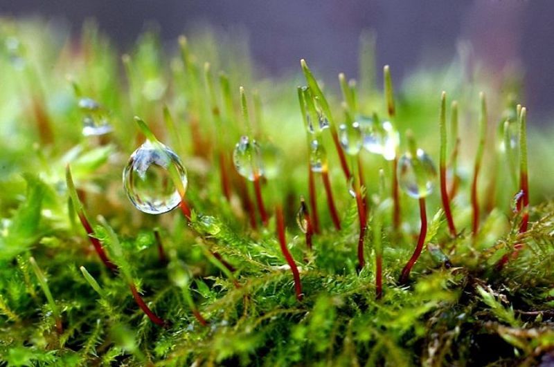 мох, photo preview