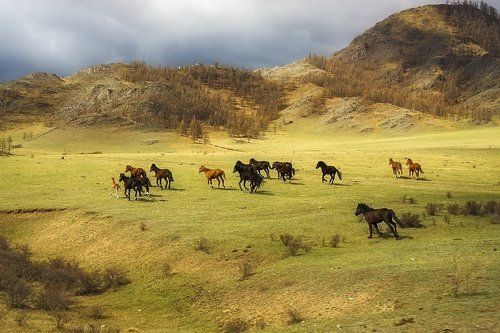 На просторах Алтая