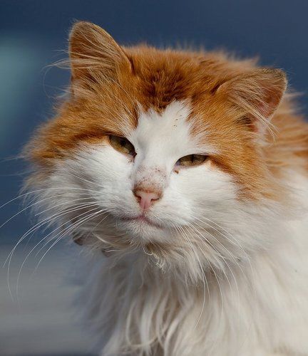 и еще мартовский кот