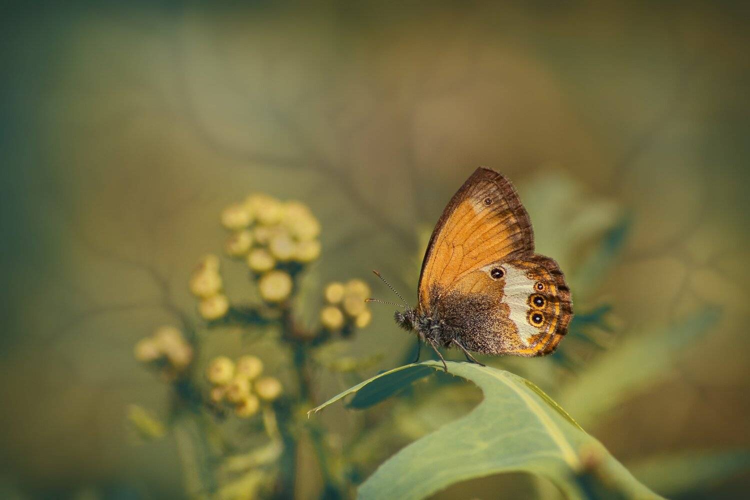 Вечерний Этюд. Автор: Юрий Котов Бабоча, Ветка, Крылья, Трава, Фон, Цвет, Цветок, Юрий Котов