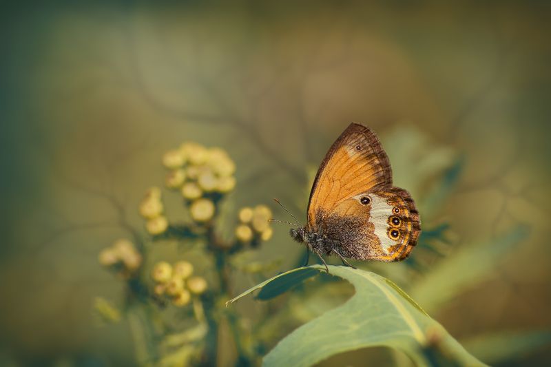 Вечерний Этюдphoto preview