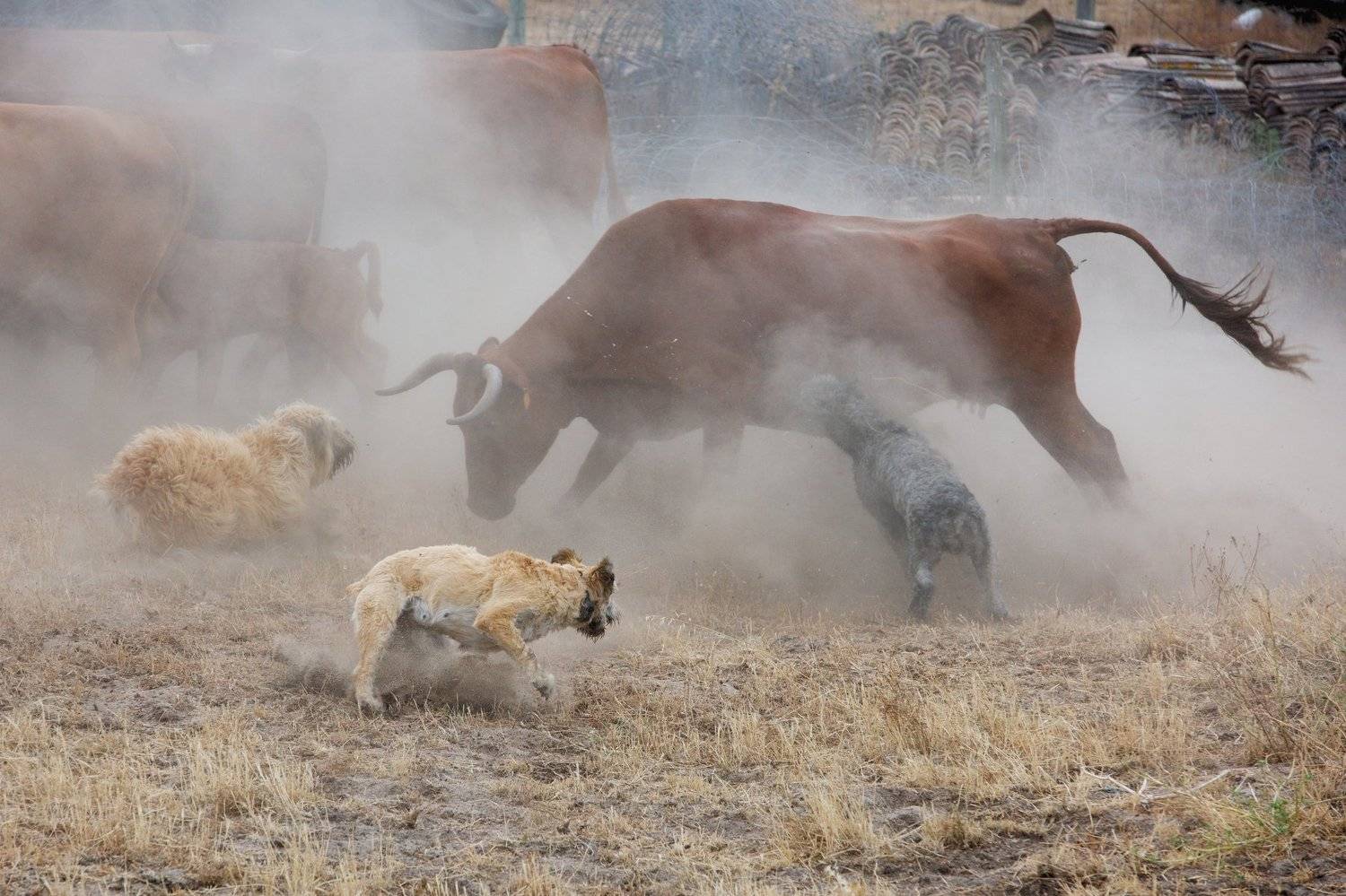 путешествия, португалия, собаки, никон, d810, nikon, travel, animals, nature, portugal, Виктор Гундарев