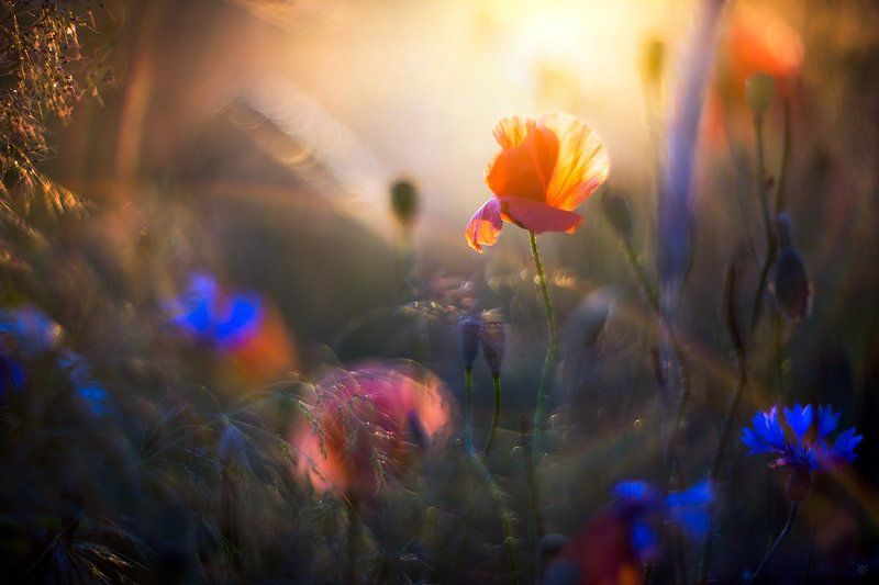 Enchanted meadow