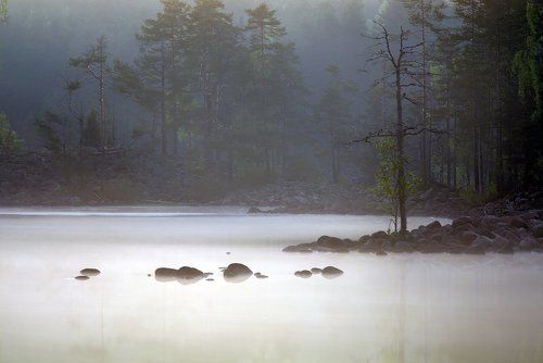 В нетоптаном лесу
