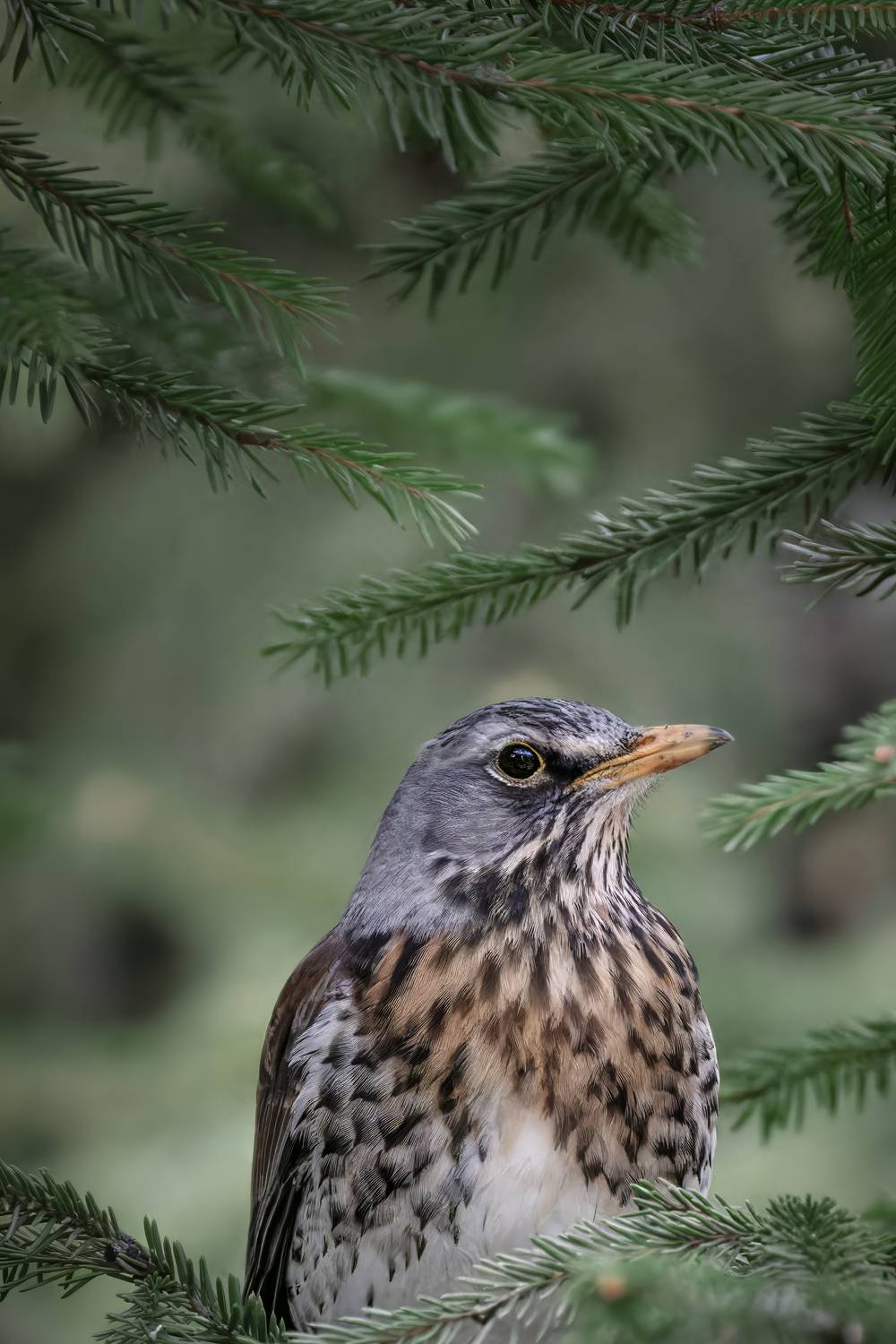 дрозд, рябинник, птица, природа, ель, Abdalova Tatiana