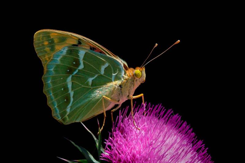 бабочка ***photo preview