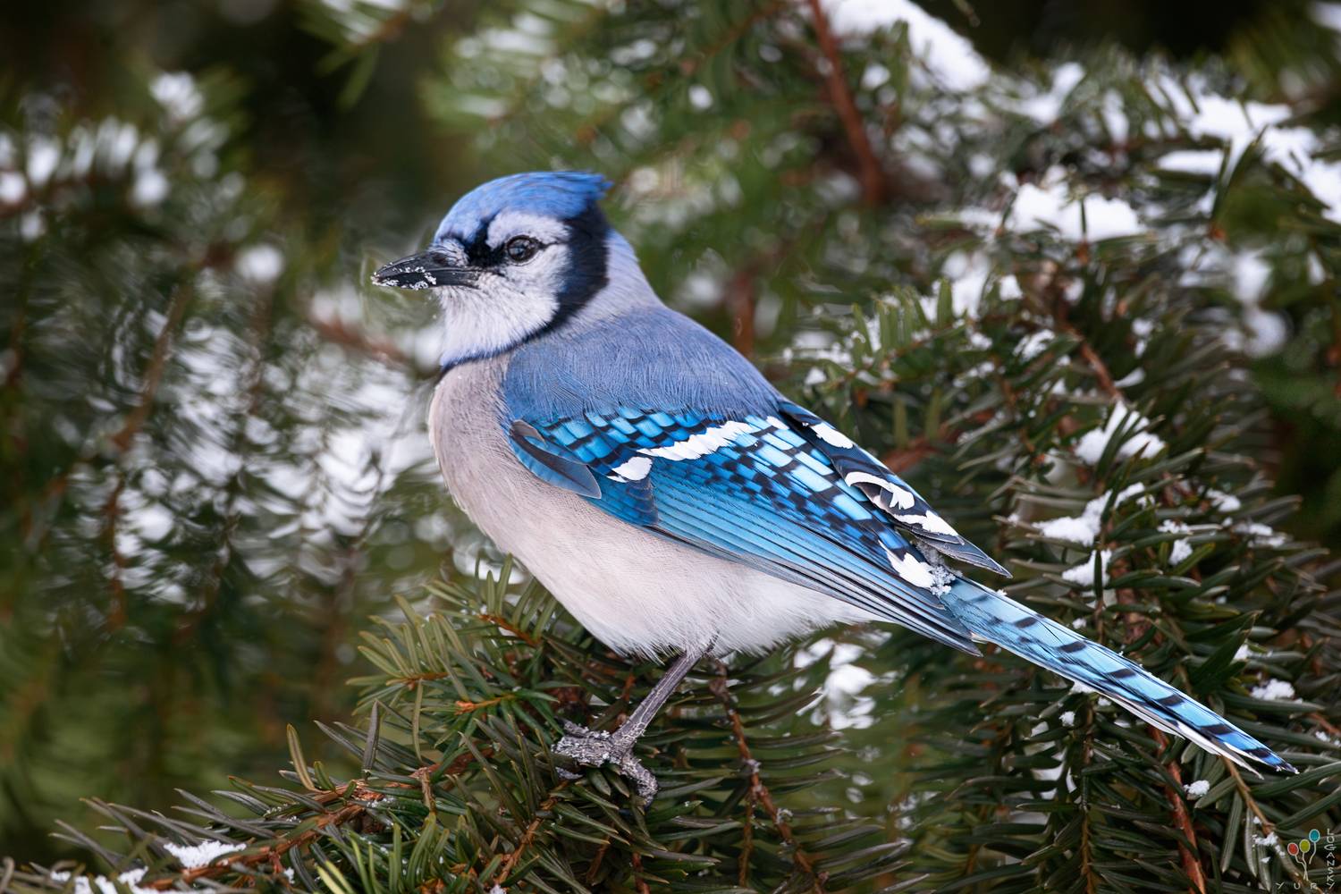 Blue jay. Автор: Yury Lugansky , Yury Lugansky