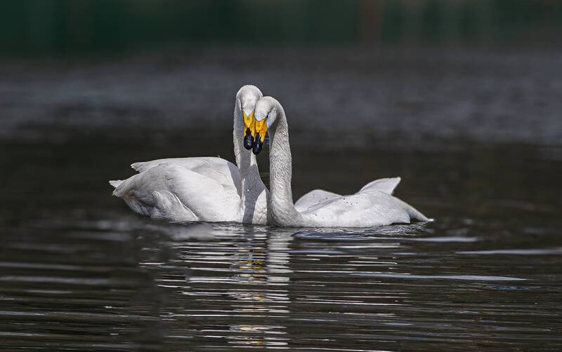 Лебедиphoto preview