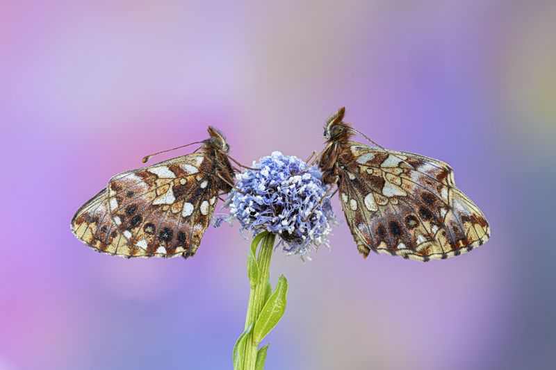 macrophotography, butterfly, bugs Springtime crystalphoto preview