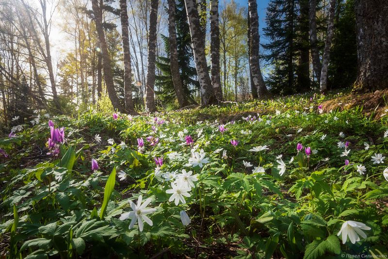 пейзаж, весна, цветы, лес, Алтай, солнце Первоцветыphoto preview