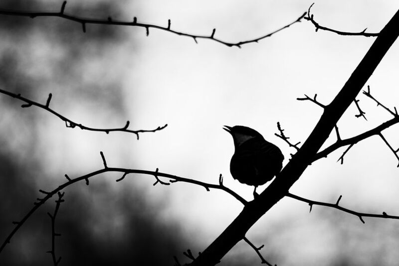 птица, синица, большая синица, калининград, birds, parusmajor Графика природыphoto preview