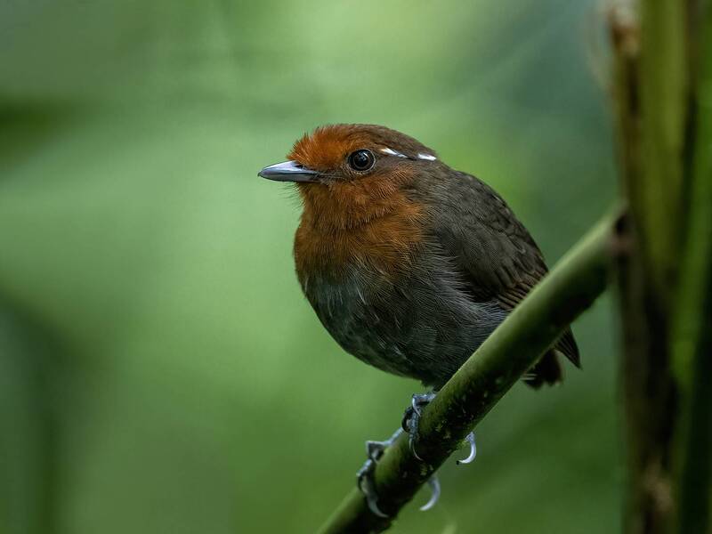 Chestnut-crowned Gnateater (Female)photo preview