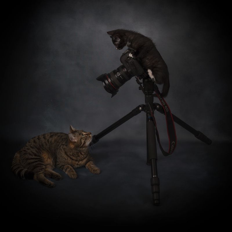 кошки, кошка, кот, котенок, фотосессия, фотограф, домашние животные Фотографphoto preview