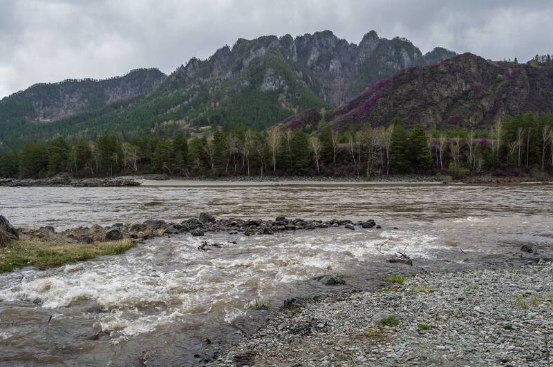алтай, катунь, приток, мутная вода, весна, цветение маральника, горы Не`бирюзовая Катунь )photo preview