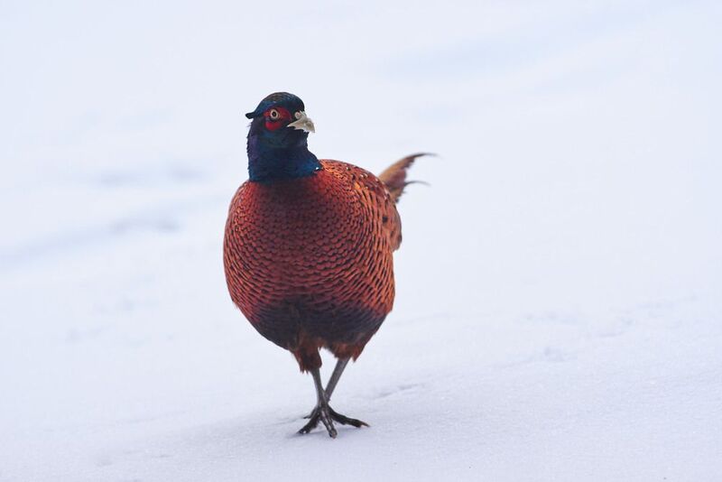 Phasianus colchicus, Обыкновенный фазан Phasianus colchicusphoto preview