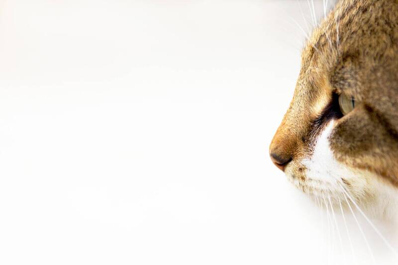 cat, marko, radovanovic, anima, face, portrait, pet, cute, predator, hunter, kitty, kitten, young, eyes, focus, isolation, animalphoto, petphotography Eyes of a predatorphoto preview