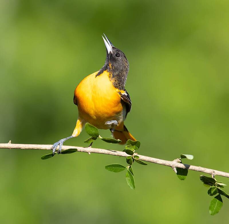 baltimore oriole, oriole, балтиморская иволга, иволга, весна, spring, birds, птицы, wild Baltimore Oriole - Балтиморская иволгаphoto preview